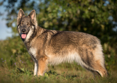 Sable charbonné de bleu