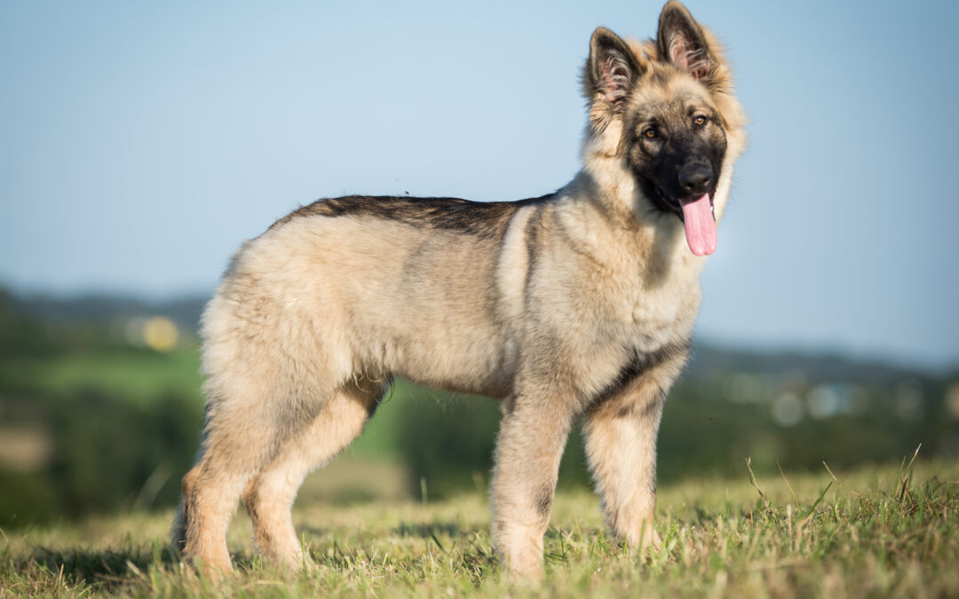 Nouvelle séance photo pour Kama !