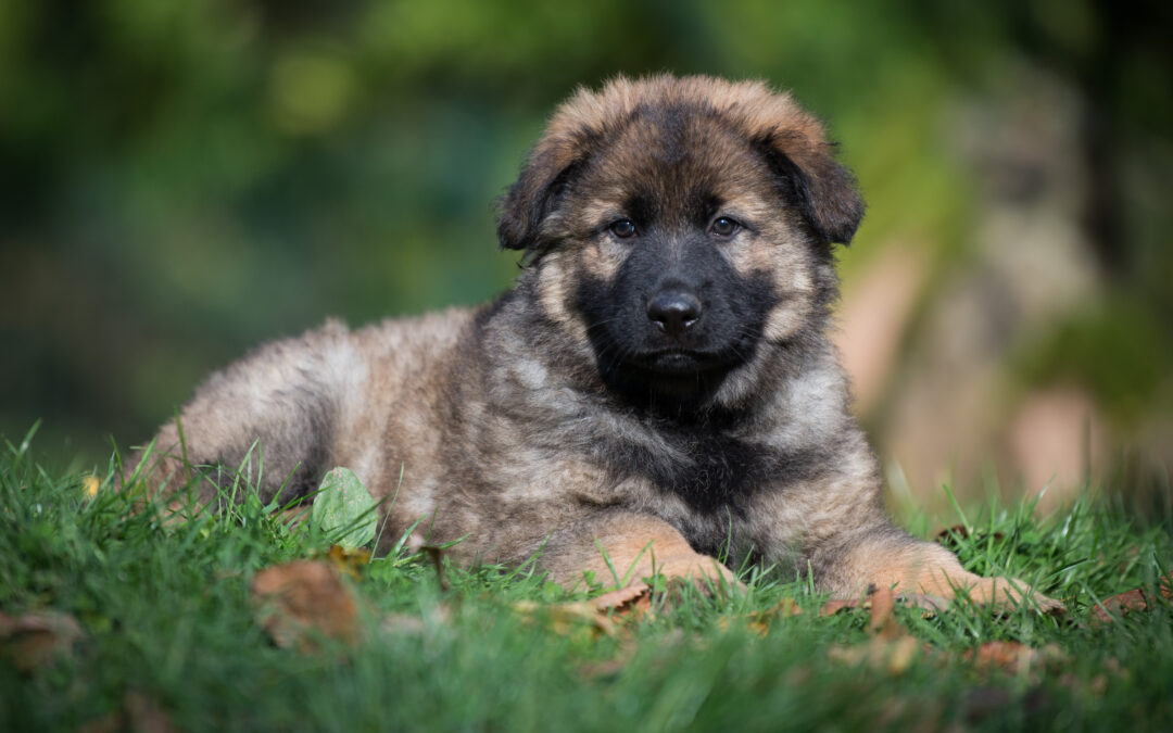 Bienvenue à Valko !